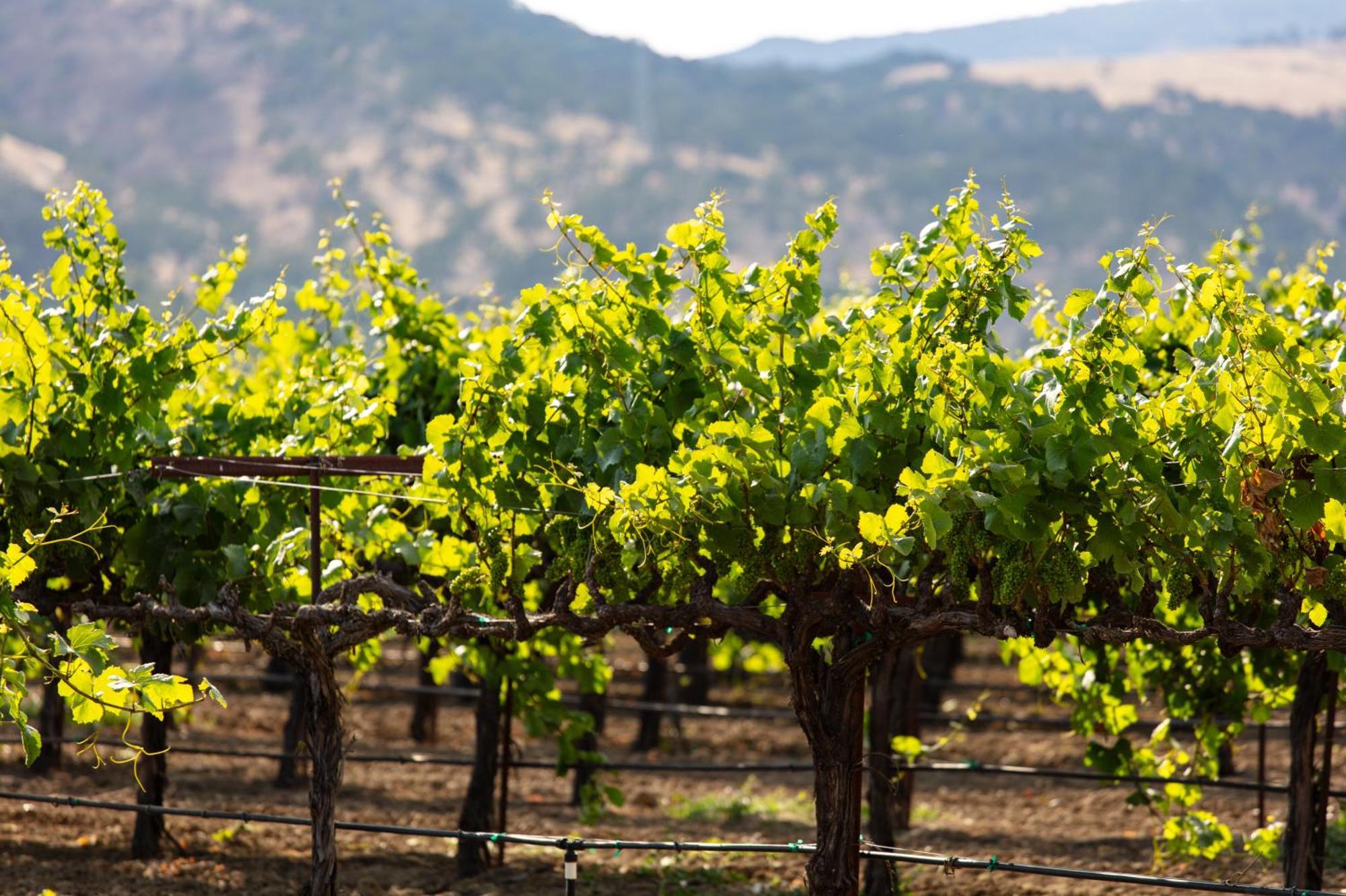 Homewood Suites By Hilton Fairfield-Napa Valley Area Cordelia Esterno foto