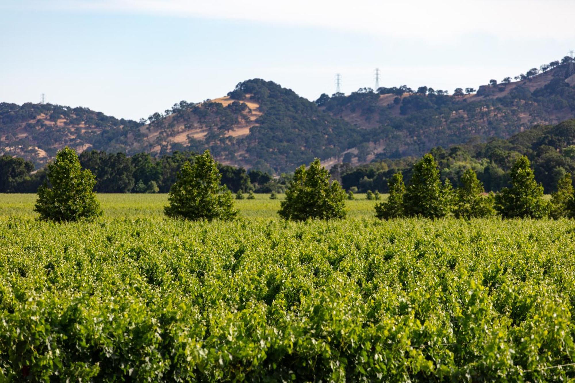 Homewood Suites By Hilton Fairfield-Napa Valley Area Cordelia Esterno foto